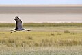 Etosha NP, Namibia