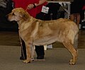 Spanish Mastiff, fawn