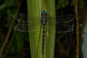 Gynacantha dravida, sub-adult male