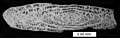 Triticites sp. cross-section; Plattsmouth Chert; Red Oak, Iowa; Permian.