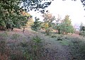 Čeština: Přírodní rezervace Zázmoníky u Bořetic, okres Břeclav, ČR English: Nature reserve Zázmoníky near Bořetice in Břeclav District, Czech Republic