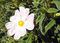 Cistus × skanbergii