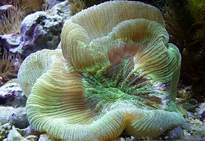 An open brain coral