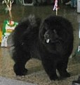 Chow Chow, Rough-haired, black