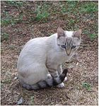 Tabby colourpoint cats - colourpoints with tabby or lynx pattern