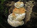 * Nomination: A young Fomitopsis pinicola with water pearls. --Bartiebert 20:19, 23 July 2009 (UTC) * * Review needed