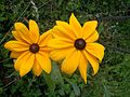 * Nomination Rudbeckia, cultivar. --Bartiebert 20:19, 24 November 2010 (UTC) * Promotion Very good. --Cayambe 15:01, 25 November 2010 (UTC)