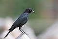 * Nomination Brewer's blackbird (Euphagus cyanocephalus), by Wolfgang Wander. Arria Belli 12:49, 11 April 2008 (UTC) * Promotion I really like the shallow depth effect --Stephanemartin 12:09, 12 April 2008 (UTC)