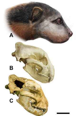 Oligobuninae