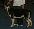 East European Shepherd, black & tan