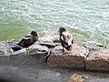 Males in eclipse; Schleswig-Holsteinischen Wattenmeer, Germany