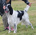 English Setter, black & white