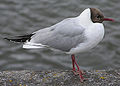 Italiano: Gabbiano comune Chroicocephalus ridibundus