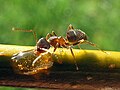 Black garden ant (Lasius niger)