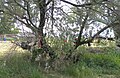 Shoshone prayer tree at Bear River Massacre site near Preston, Idaho.