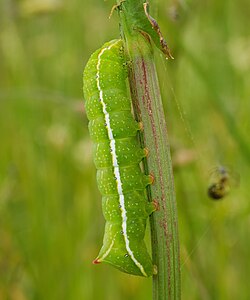 Amphipyra berbera (Svensson's Copper Underwing)