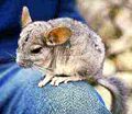 Young wild Chinchilla lanigera.