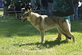 Czechoslovakian Wolfdog