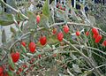 Ripened berries