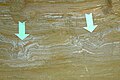 Cross-section of mammoth footprints at The Mammoth Site, Hot Springs, South Dakota.