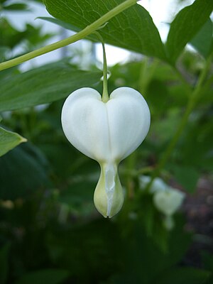 Heart shaped flower.