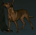 German Pinscher, red