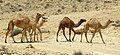 Dromedaries in the Negev.