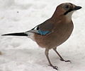 Italiano: Ghiandaia Garrulus glandarius