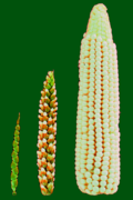 July 27: Over time, selective breeding modifies teosinte's few fruitcases (left) into modern corn's rows of exposed kernels (right).