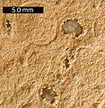 Calcitic spherulites from the Alamo bolide impact deposits in the Irish Range, Nevada.