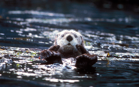 1 January: Afloat in kelp forests - the sea otter