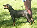 German Pinscher, black & tan