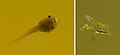 tadpoles in two different stages of development