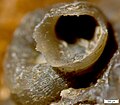 Microconchid (Palaeoconchus angulatus) on a brachiopod shell from the Potter Farm Formation (Middle Devonian, Givetian) in Alpena, Michigan.