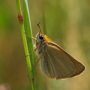 Thymelicus lineola (Essex skipper)