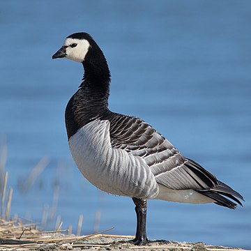 Barnacle goose