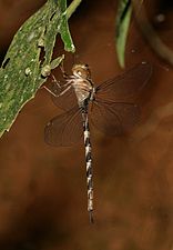 Gynacantha dravida, young male