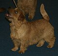 Norfolk Terrier, red