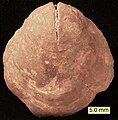 Silurian Pentamerus brachiopod.