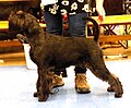 Standard Schnauzer, black