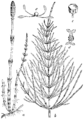 Equisetum arvense Njivska preslica plate 328 in: Martin Cilenšek: Naše škodljive rastline Celovec (1892)