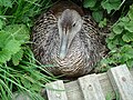 Female on nest; Farne Islands, Northumberland, UK