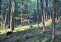 Čeština: Přírodní rezervace Getsemanka I. a II., nedaleko Rožmitálu pod Třemšínem v okrese Příbram (ČR) English: Nature reserve Getsemanka I. and II., near Rožmitál pod Třemšínem in Příbram District (Czech Republic)