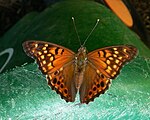 Adult, dorsal view.