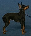 English Toy Terrier