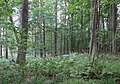 Čeština: Přírodní rezervace Getsemanka I. a II., nedaleko Rožmitálu pod Třemšínem v okrese Příbram (ČR) English: Nature reserve Getsemanka I. and II., near Rožmitál pod Třemšínem in Příbram District (Czech Republic)