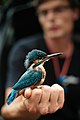 * Nomination Young common kingfisher held by Luďěk Petrilák - experienced ornithologist from Jilemnice. By User:Kardoslavik --MIGORMCZ 13:05, 5 January 2021 (UTC) * Promotion  Support Good quality. --Poco a poco 13:15, 5 January 2021 (UTC)