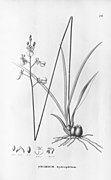 Oncidium hydrophilum Gomesa hydrophila