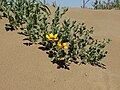 * Nomination: Rosa persica in Tarbagatai national park, Kazakhstan. By User:Avustfel --Екатерина Борисова 01:36, 6 October 2024 (UTC) * * Review needed