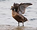 Female; Mølen, Norway